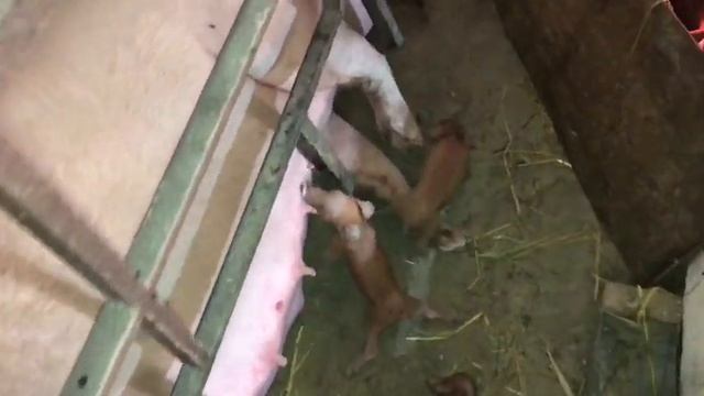 Опорос от А до Я// большая белая-Дюрок смотреть онлайн