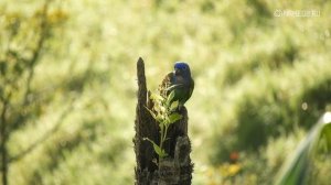 Знак Зодиака Женщина-Овен: Характеристика и Совместимость