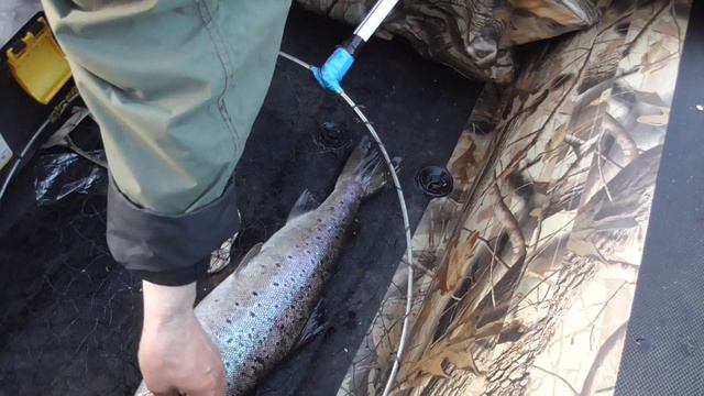 10 июня 2023 г.Кумжа 2,3 кг речка Аннама. смотреть онлайн