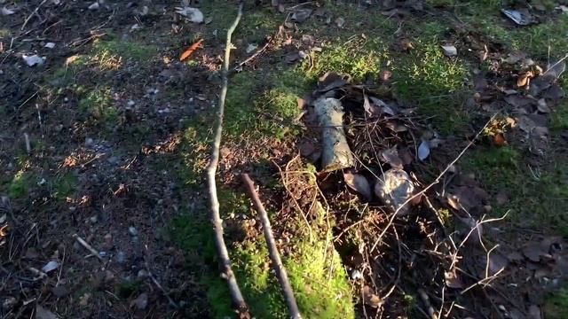 REAL WOOD PLANT STAKE? — Supporting my Monstera deliciosa baby with wood from the forest! смотреть онлайн