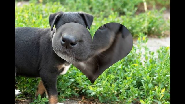 Маленькие щенки овчарки и дворняжки. смотреть онлайн