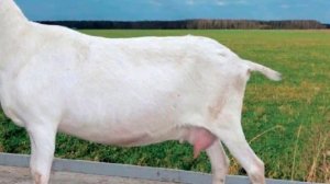 Козье молоко - польза или вред?