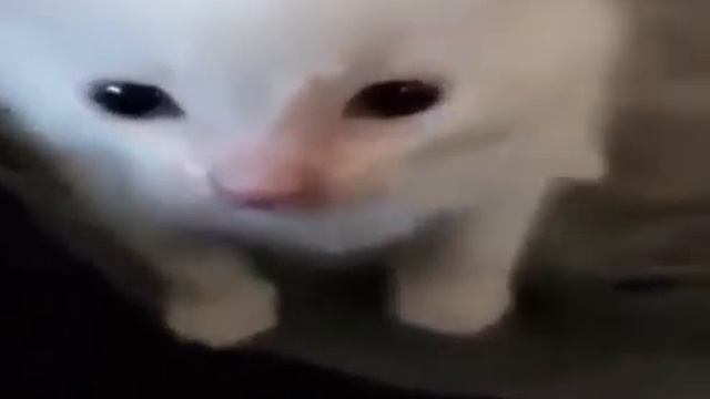 Hi Herbert But Herbert Explodes