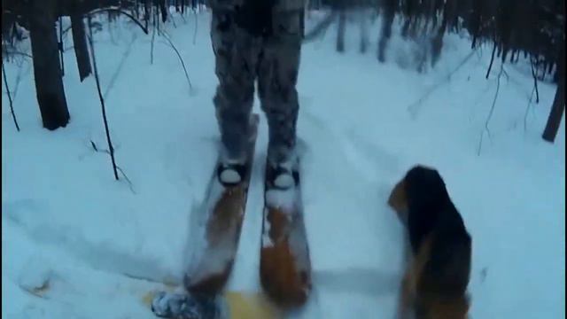 прошлые охоты.Охота на зайца с гончей. смотреть онлайн