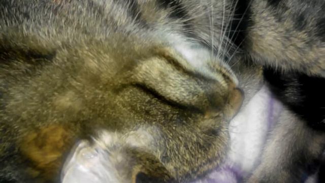котик не любит насморк смотреть онлайн