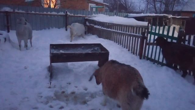 Какую козу лучше завести новичку? Возрастную или молодую?? смотреть онлайн