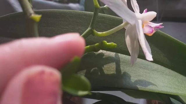 Орхидея Попугай.🌹🌺🌹🌺🌹🌺🌹🌺 смотреть онлайн