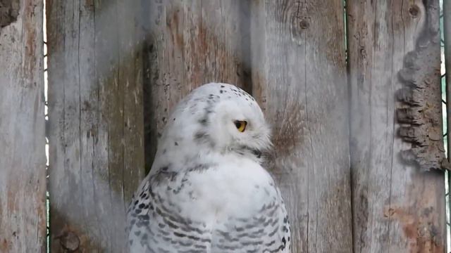 Белая сова Nyctea scandiaca смотреть онлайн