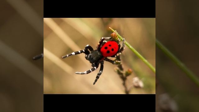 А ты знал, что в России водятся смертельно опасные пауки? смотреть онлайн