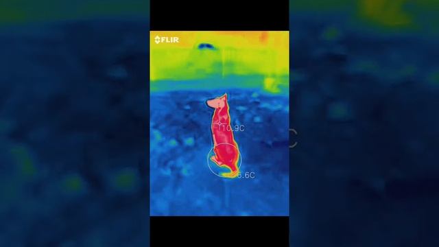 FLIR ONE PRO - Samsung Galaxy S9+ ; Belgian Shepherd Malinois. Night Test. смотреть онлайн