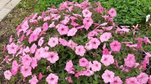 СУПЕР ПЕТУНИЯ Vista Bubblegum ( Виста Баблгам)