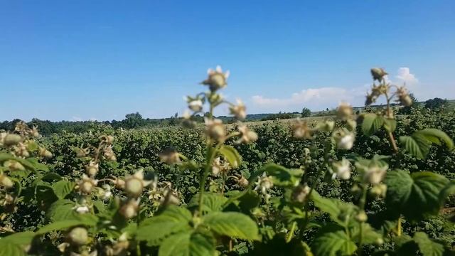 MALINA letnia Laszka zawiązywanie owoców - program dokarmiania смотреть онлайн