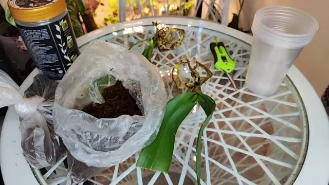 Вы будете УДИВЛЕНЫ как БЫСТРО ВЫРАСТУТ НОВЫЕ КОРНИ у ОРХИДЕИ ФАЛЕНОПСИС в этом смотреть онлайн