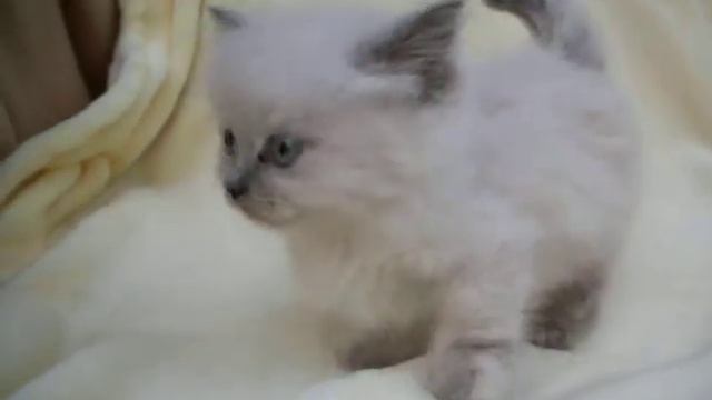 Precious Minuet - Napoleon - Munchkin kitten смотреть онлайн