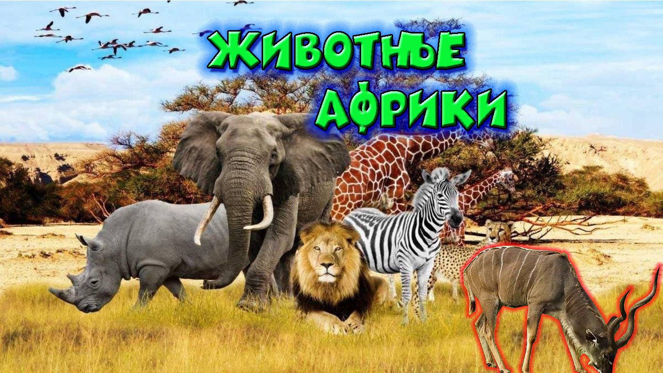 Животные Африки смотреть онлайн