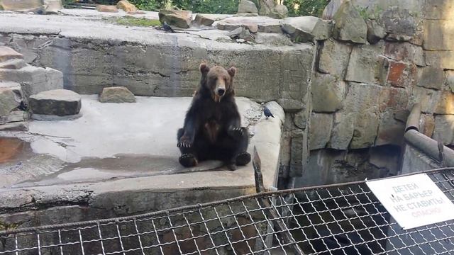 Медведи в зоопарке смотреть онлайн
