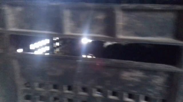 Инкубационное яйцо кур породы Ливенские Ситцевые смотреть онлайн