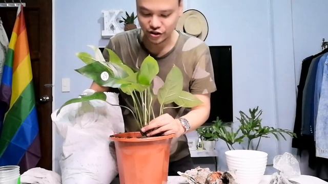 Epipremnum Pinnatum(Dragon's Tail/Tibatib) FROM SHOPEE