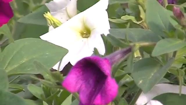 ТНР - Поздравление с 87-летием района. Фекла Бондаренко. смотреть онлайн