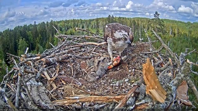 (04.06.2022) Скопа Иво и Ирис. Кушаем - Osprey Ivo and Iris. We eat смотреть онлайн