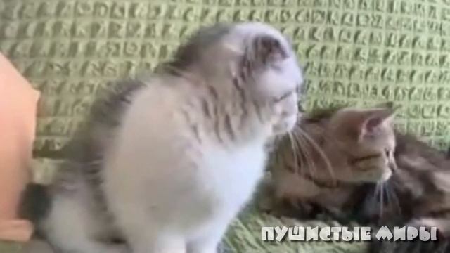 ВЫПУСК 47 - МАНЧКИНЫ. КОТИКИ С КОРОТКИМИ ЛАПКАМИ. смотреть онлайн