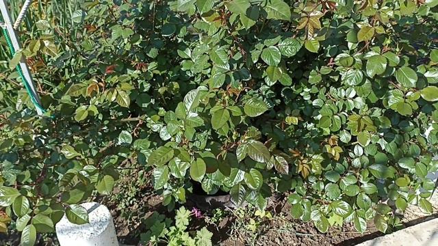 Обзор сада в середине мая 2022 смотреть онлайн