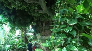 Тропический лес. Океанариум. Владивосток. A tropical forest/ Oceanarium/ Vladivostok