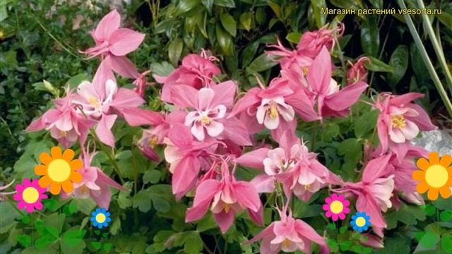 Аквилегия голубая Спринг Мэджик Роуз энд Уайт. Обзор aquilegia caerulea Spring Magic Rose White смотреть онлайн