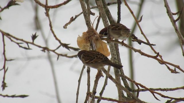 Полевые воробьи клюют горбушку батона смотреть онлайн