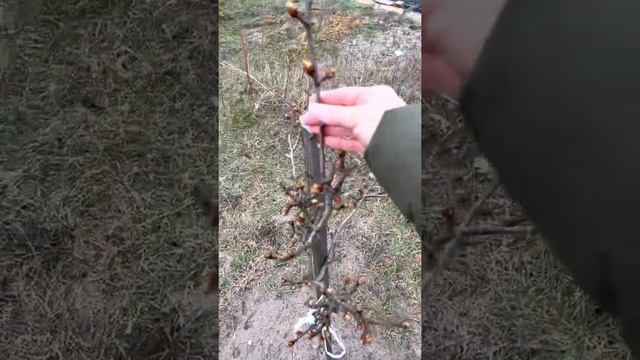 Фазенда просыпается / цветут луковичные / груша принялась / смотреть онлайн