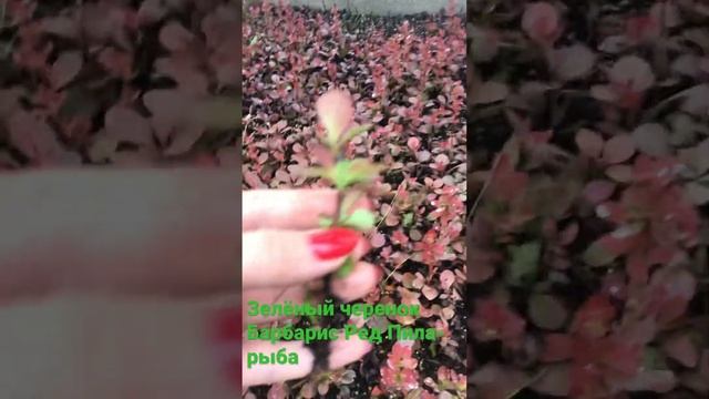Фабрика растений Никитенко размножает сортовые барбарисы Тунберга зелёным черенкованием. смотреть онлайн