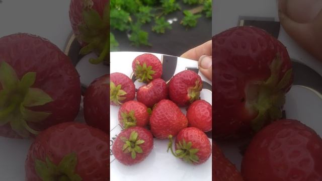 обзор сорта Кимберли смотреть онлайн