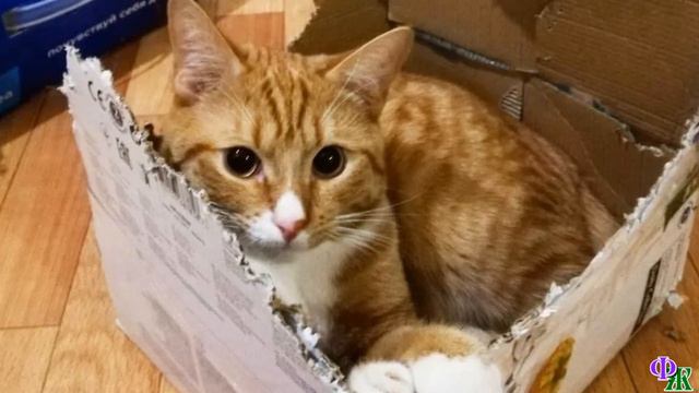 - Эй, кто дал коту коробку? - возмутилась я. Скизи же вцепился в коробку всеми лапами смотреть онлайн