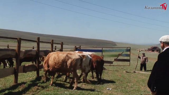 Загон беспризорного скот. Къырлар смотреть онлайн