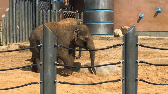 Зоопарк в Москве / Прогулка по Московскому зоопарку смотреть онлайн