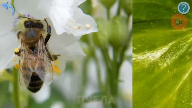 Карточки Домана Насекомые смотреть онлайн