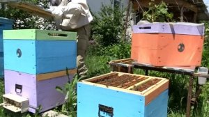 Пчелы остались без матки. Что делать!?!