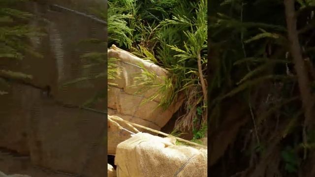 Cryptomeria Trees For Sale in Georgia смотреть онлайн