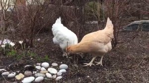 Чешский Доминант GS 902