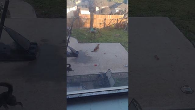 What I'm Grateful For - Pet Moments!(1) смотреть онлайн