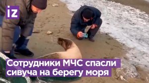 Жизнеутверждающее видео: сотрудники МЧС спасли сивуча на берегу Охотского моря / Известия