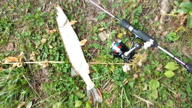 Tioga от Lucky John - Что ловится и что можно поймать? Рыбалка на спиннинг