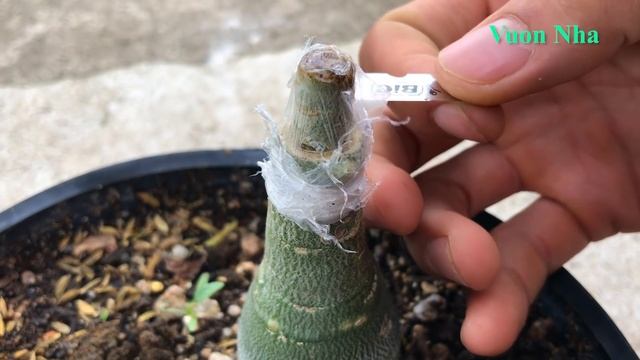 Cách Ghép Hoa Sứ Thái Màu đỏ | Adenium Obesum