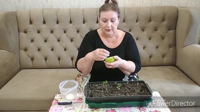 Семечко созрело.Садим айву и яблоню семенами в марте. смотреть онлайн