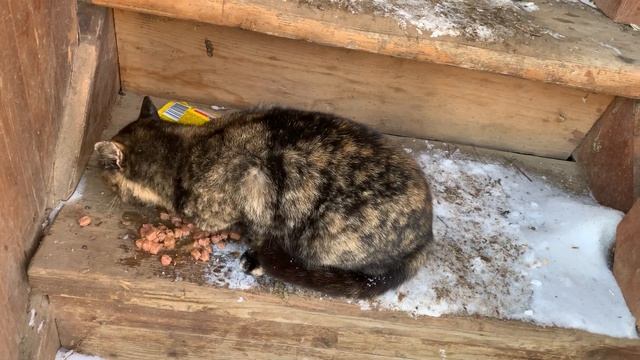 Дикий кот охраняет дачу! смотреть онлайн