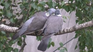 Вяхирь, крупный дикий голубь