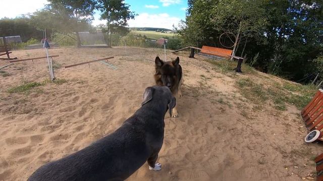 Игры с сородичами смотреть онлайн