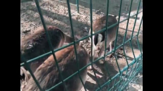 Харьков, ЭКО парк Фельдмана, кусочек моего дня смотреть онлайн