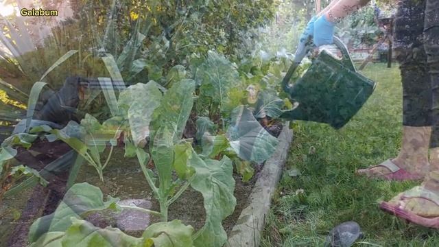 Как вырастить Капусту на Даче. Секрет выращивания капусты. @galabum смотреть онлайн