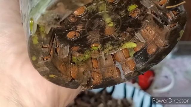 #ОРХИДЕИ на базаре и дома:пересадка персиковой Красавицы?? смотреть онлайн